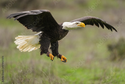 Bald Eagle Flying   photo