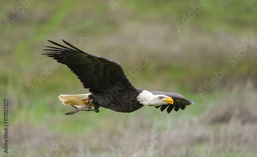 Majestic Bald Eagle In Flight   photo