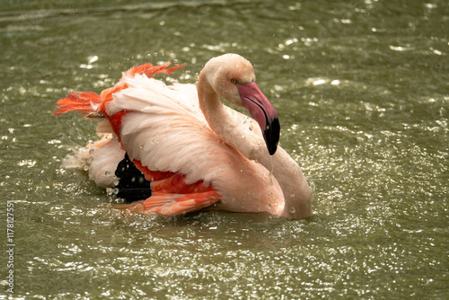 flamingo in the water