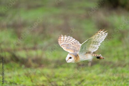 Western Barn Owl Flying   photo