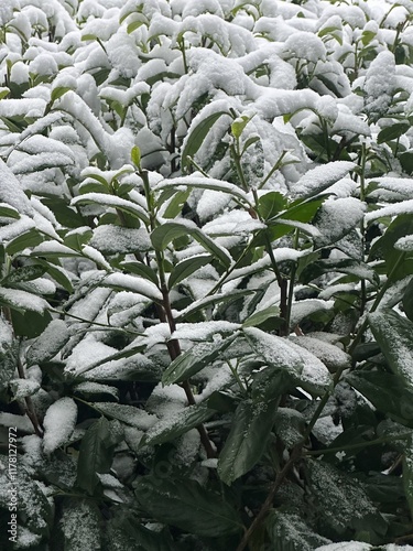 Branches covered with snow. photo