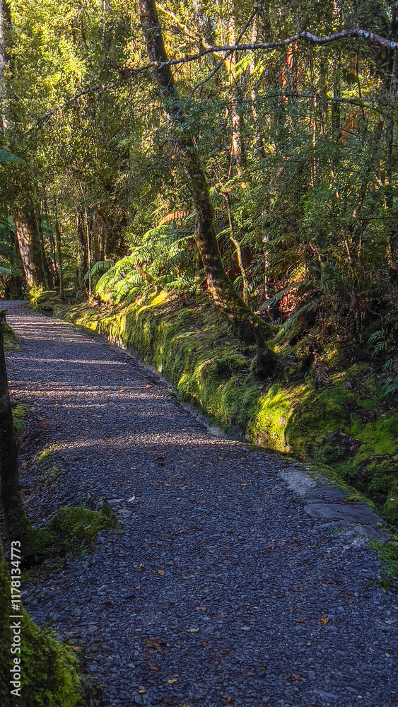 Naklejka premium Hokitika tree walk scenery in the West Coast dense huge native rimu forest