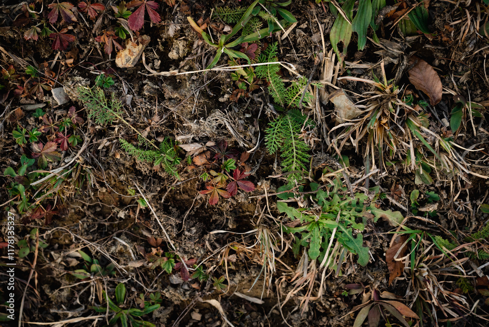 Autumnal details of mosses and leaves Autumnal details of mosses and leaves