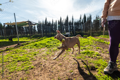 Dog runs with a ball in outdoor fenced animal shelter photo