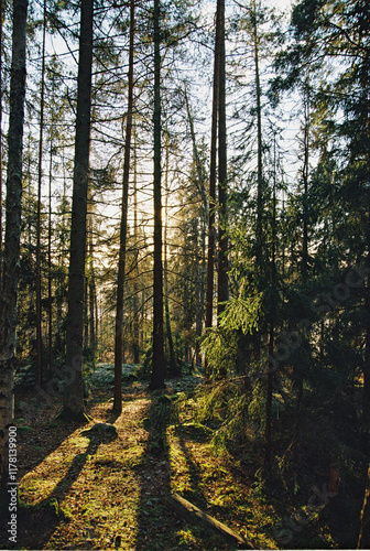 A sunlit winter forest