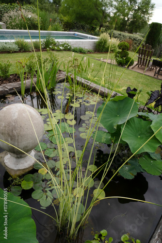 View of a pond in the garden growing exotic aquatic plants such as lotus, waterlilies and Scirpus lacustris Albescens, also known as white rush
