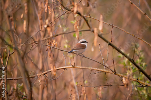 bird on a tree