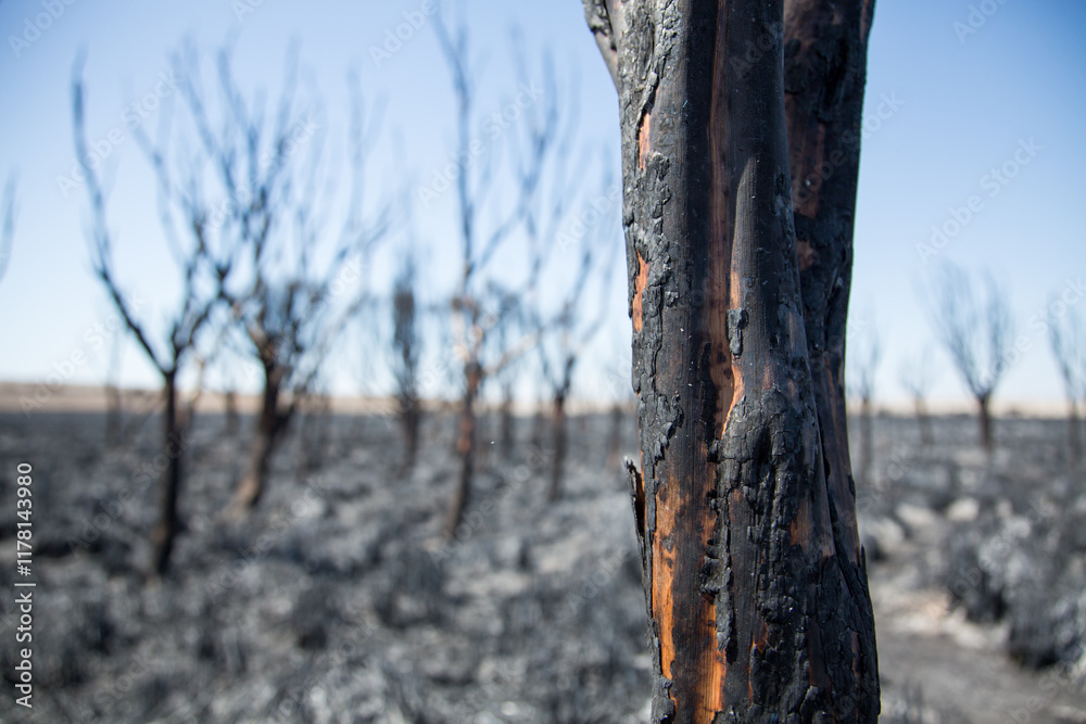Burnt trees and grass after a bush fire. Eyre Peninsula. Australia. Burnt trees and grass after a bush fire. Eyre Peninsula. Australia.