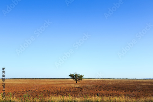 Single tree in a field. South Australia