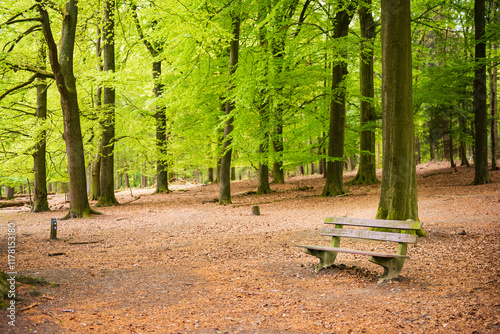 Wooden Bench Under Lush Green Trees in Peaceful Forest Setting