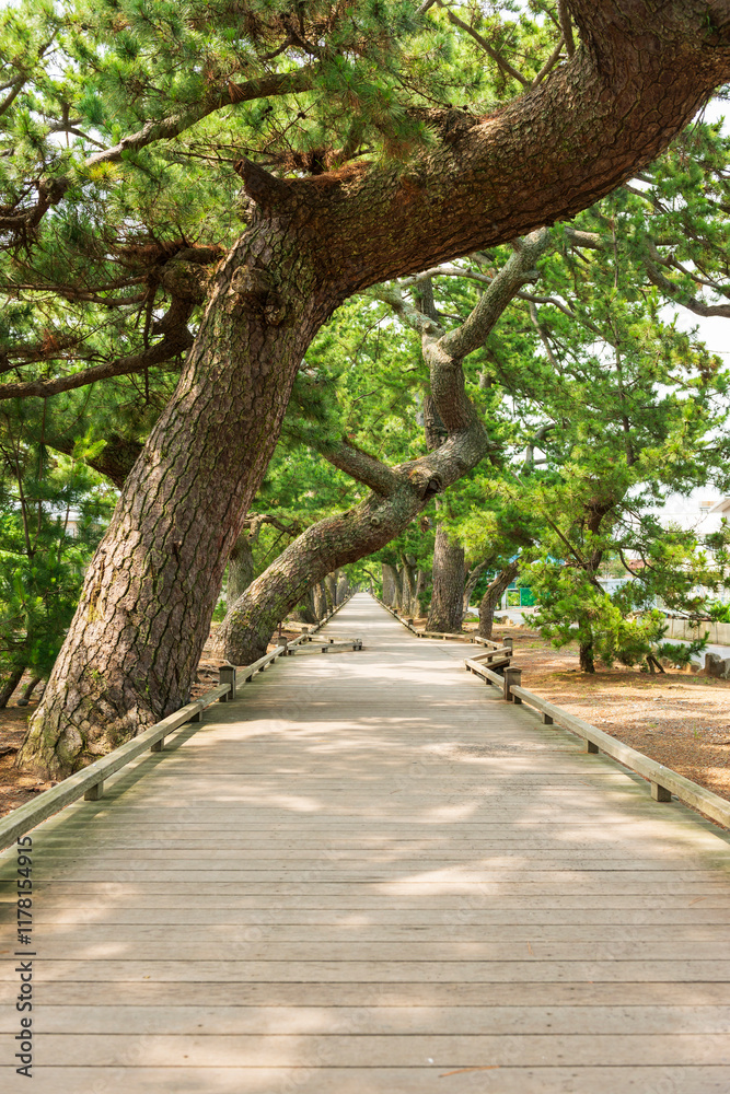 Ancient Pine Trees Line the Wooden Path with Sunlight. Ancient Pine Trees Line the Wooden Path with Sunlight.