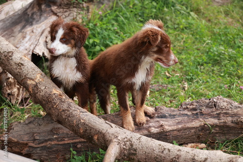 Two brown and white dogs are standing on a log in a grassy field photo