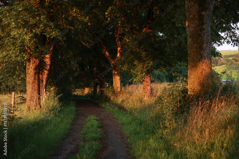 A path through a forest with trees on either side A path through a forest with trees on either side