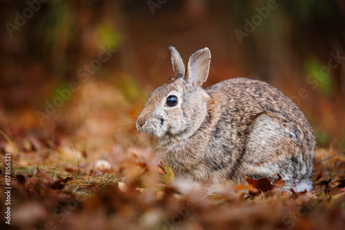 Eastern Cottontail Rabbit photo