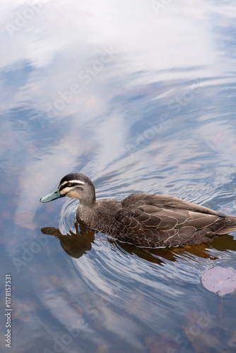 Duck Swim 4 photo