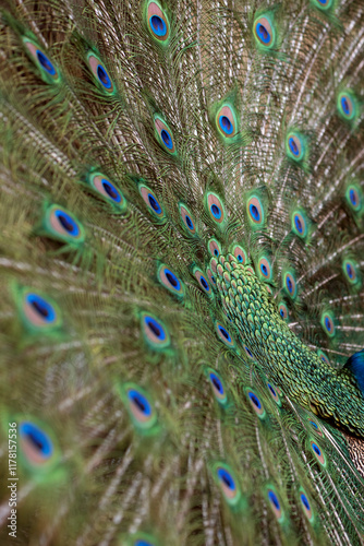 Peacock feathers  photo