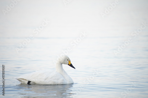 Fototapeta Naklejka Na Ścianę i Meble -  白鳥