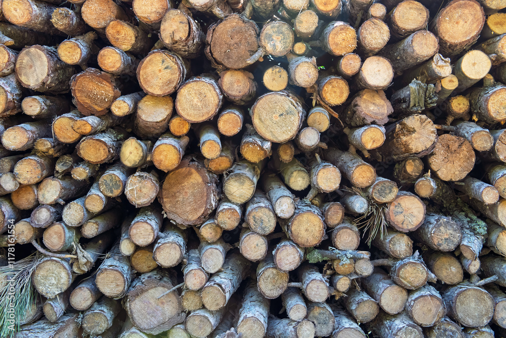 Stacked Wooden Logs for Forestry Industry
Stacked Wooden Logs for Forestry Industry
