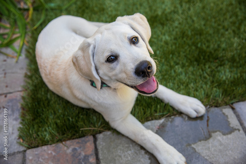 Happy Labrador photo