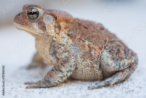 Garden Toad Profile photo