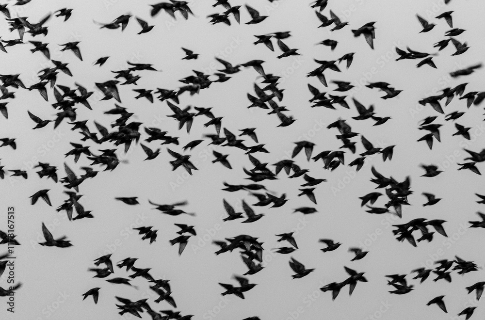 Starling murmuration in black and white with motion blur Starling murmuration in black and white with motion blur