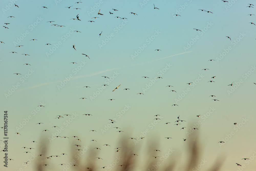 A sunset sky with small birds on the wing and the impression of reeds A sunset sky with small birds on the wing and the impression of reeds