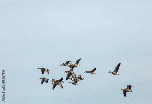 Greylag Geese in flight against a cloudy blue sky photo