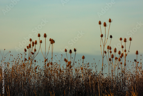 Teasels against a blue sky with copyspace photo