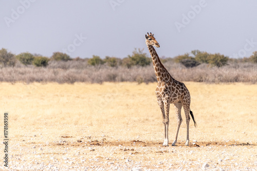 Photography Angolan Giraffes -Giraffa giraffa angolensis- standing on the plains of Etosha national park, Namibia