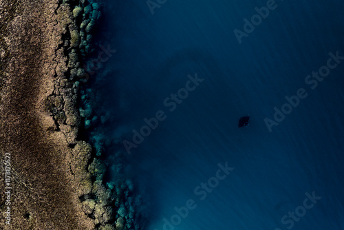 Top down view of manta ray photo