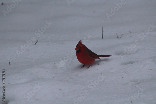 cardinal in snow