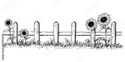 sunflowers growing by wooden fence, black and white hand-drawn illustration