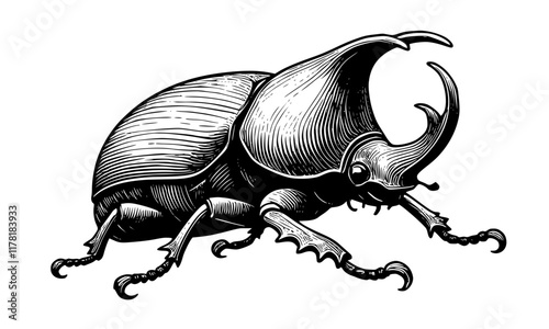 Rhinoceros Beetle, beetle isolated on white
