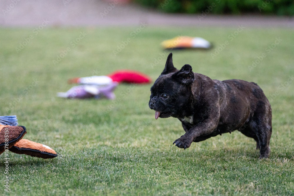 French bulldog chasing a toy on the lawn French bulldog chasing a toy on the lawn