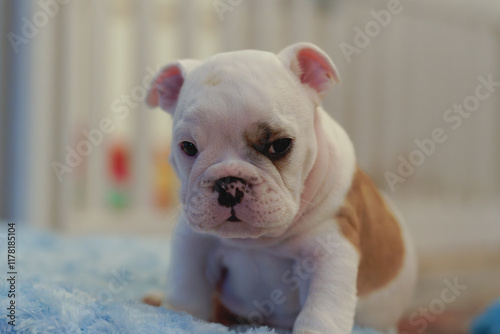 Bulldog puppy sitting on a blanket looking sideways photo