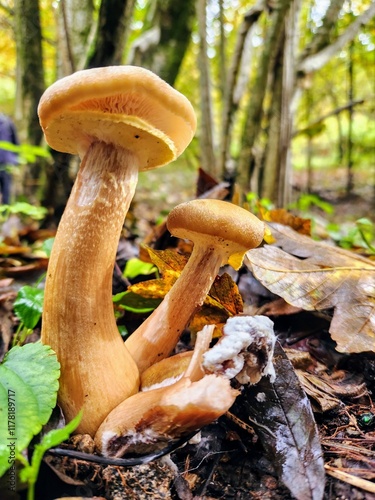 Boletus edulis mushroom growing in the autumn forest.