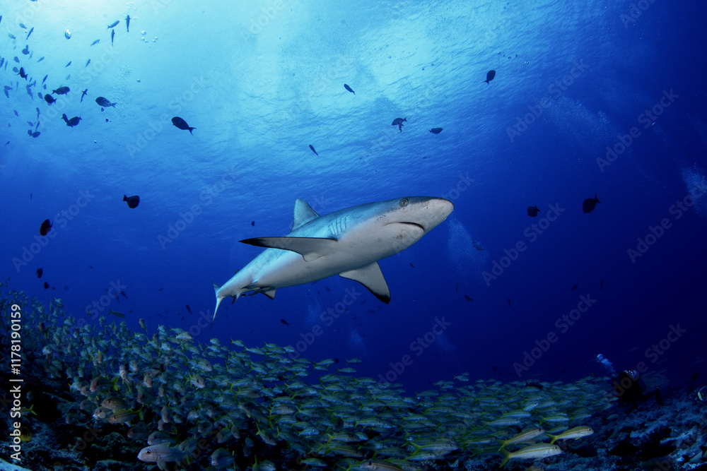 Fototapeta premium Hundreds of grey reef sharks during our dive on Fakarava island. Feared sharks on the atoll in French Polynesia. Marine life in Pacific ocean. Sharks are trying catch a fish.