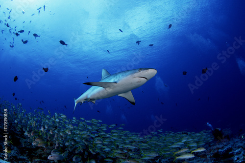 Wallpaper Mural Hundreds of grey reef sharks during our dive on Fakarava island. Feared sharks on the atoll in French Polynesia. Marine life in Pacific ocean. Sharks are trying catch a fish. Torontodigital.ca