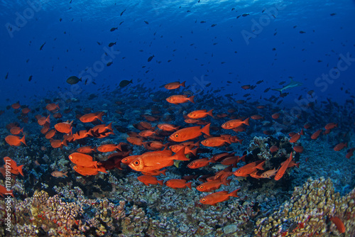 Huge shoal of Priacanthus hamrur in French Polynésia. School of moontail bullseye are keep neer the sea bottom. Red fish with big eyes. photo