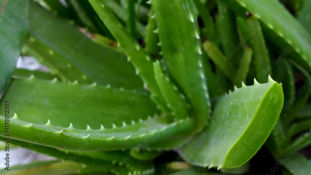 Aloe vera plants are being cultivated on the rooftop garden. Closeup 4k views. Aloe vera plants are being cultivated on the rooftop garden. Closeup 4k views.