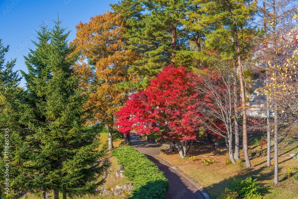 Naklejka premium 青空バックに見るカラフルな秋の公園の情景