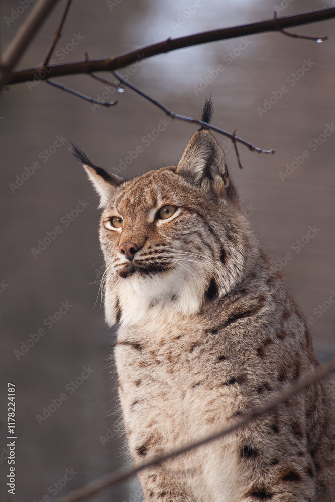 lince europea o lince eurasiatica (Lynx lynx)Lince europea o lince eurasiatica lince europea o lince eurasiatica (Lynx lynx)Lince europea o lince eurasiatica