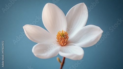 A Single White Magnolia Blossom Against A Blue Background