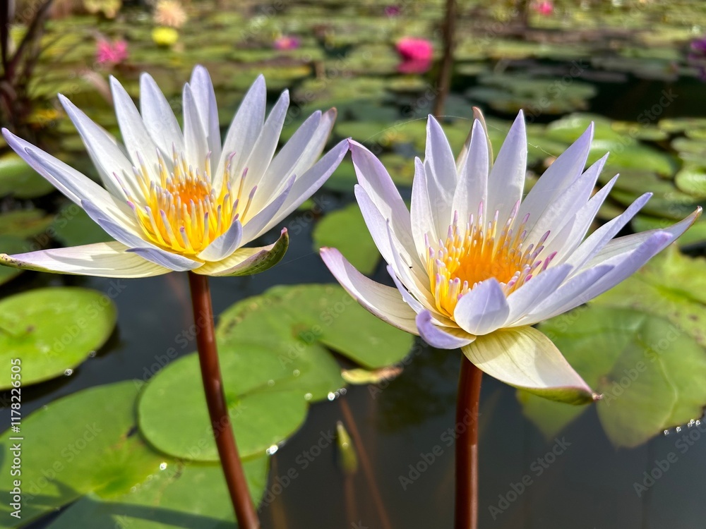 Nymphaea Daubeniana Water Lily Lotus Nymphaea Daubeniana Water Lily Lotus