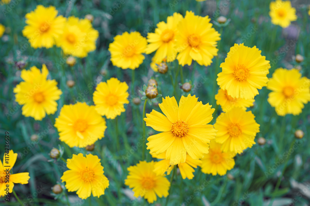 Coreopsis lanceolata, Lanceleaf Tickseed or Maiden eye on meadow, field blooming in summer. Nature, plant, floral background. Yellow flower lance leaved Coreopsis in bloom, close up, macro, top view Coreopsis lanceolata, Lanceleaf Tickseed or Maiden eye on meadow, field blooming in summer. Nature, plant, floral background. Yellow flower lance leaved Coreopsis in bloom, close up, macro, top view