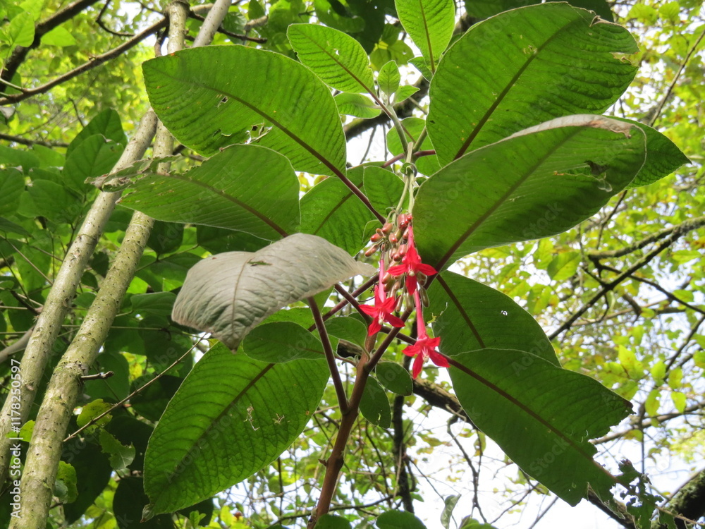 Florecitas