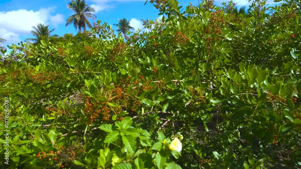Pink pepper, pink pepper producers in the interior of Espírito Santo Pink pepper, pink pepper producers in the interior of Espírito Santo