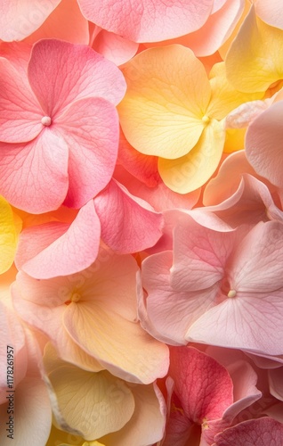 Close-up of the pink and yellow petals on an isolated background, showcasing their intricate details and vibrant colors. This image was created using focus stacking, a technique in macro photography, 