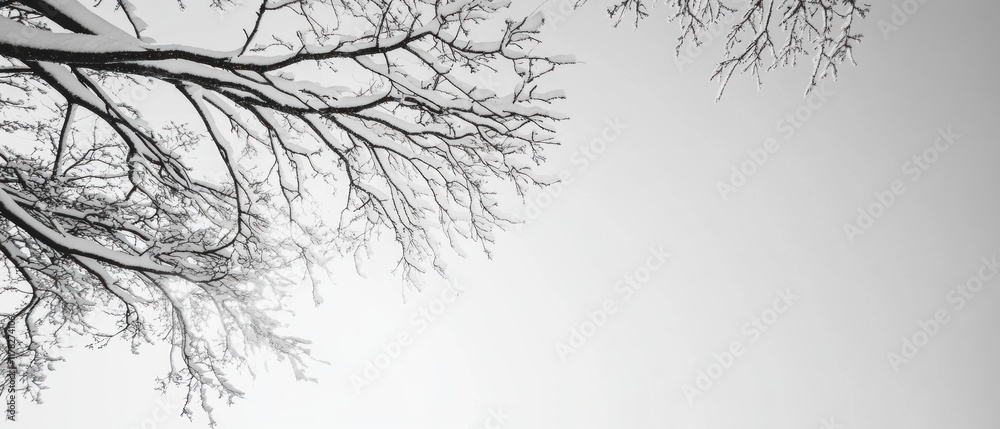 Fototapeta premium this Snow-covered branches of a tree, capturing the intricate patterns and quiet beauty of a winter landscape.