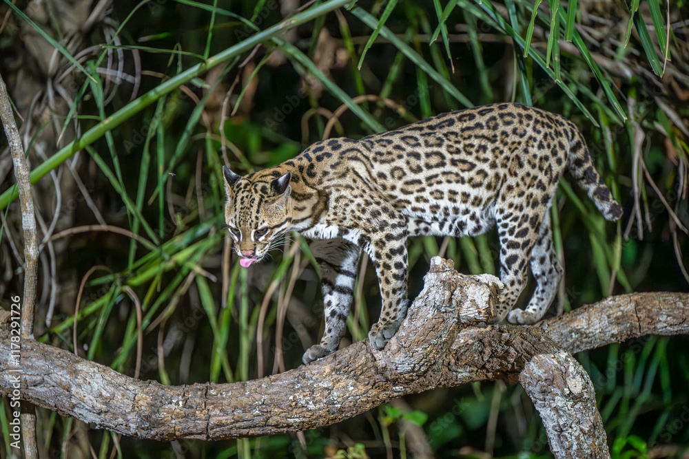 Fototapeta premium Ocelot licking its lips